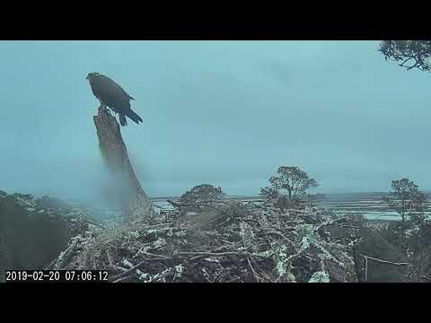 White Ibis Flock Flies Past Savannah Nest – Feb. 20, 2019