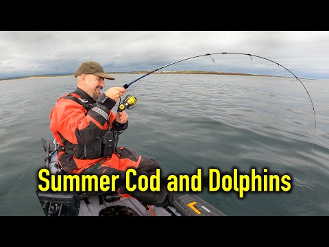 Great Session Lure Fishing for Summer Cod - Plus Dolphin Guard of Honour! - Kayak Sea Fishing UK