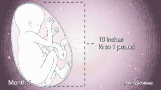 How Your Baby Grows Month 5