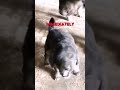 Mama Dog Teaches Her Puppy Some Manners