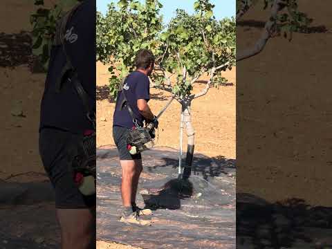 Cosechando pistacho variedad Larnaka 2025 España (Toledo) IMG 6221