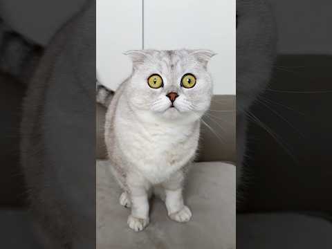 Is she a real predator?🐯 Watch this to the end! #cat #cats