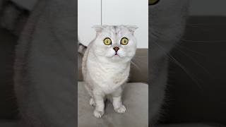 Download lagu Is she a real predator?🐯 Watch this to the end! #cat #cats mp3 Download lagu Is she a real predator?🐯 Watch this to the end! #cat #cats mp3