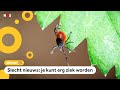 Steeds meer mensen door een teek gebeten