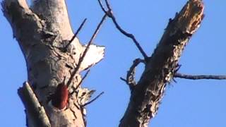 preview picture of video 'Red-headed Woodpecker in Bastrop Texas April 2014'