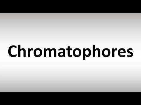 How to Pronounce Chromatophores