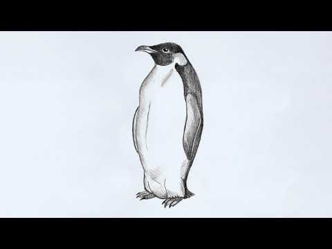 how to draw Penguin | Penguin drawing | Drawing for Penguin | How to learn Penguin animals drawing