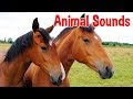 Animal Sounds For Children 20 Amazing Animals