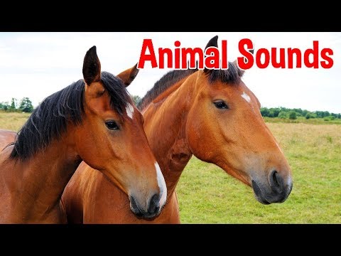 Animal Sounds for Children (20 Amazing Animals)