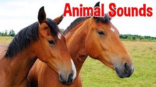 Animal Sounds for Children (20 Amazing Animals)