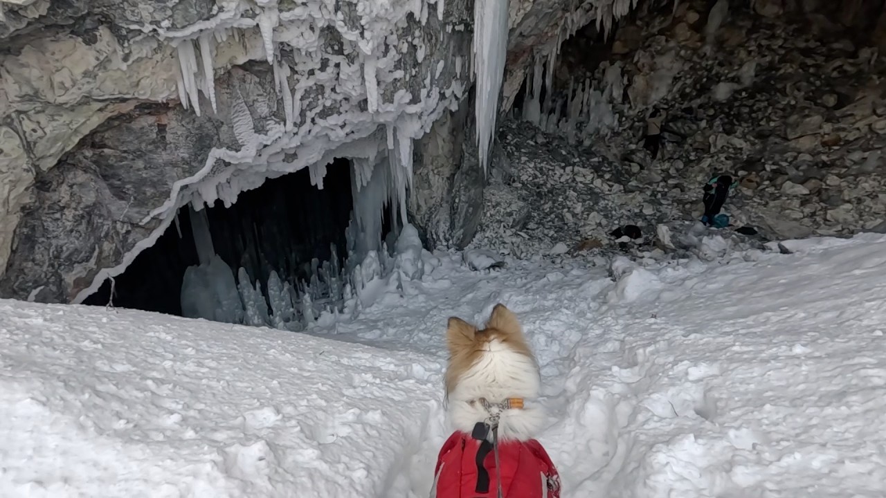 函館の山中に置いていかれたと勘違いした元野犬のタナ🥺