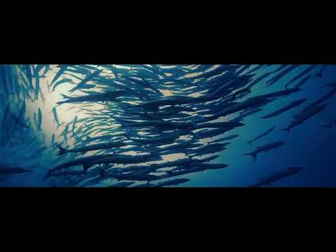 JCI Sunway Damansara Flagship Project | OCEAN PROJECT 爱海洋 | One World, One Ocean