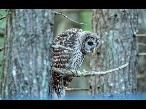 Barred Owl | Juvenile | Comfortable with People Around | 4K