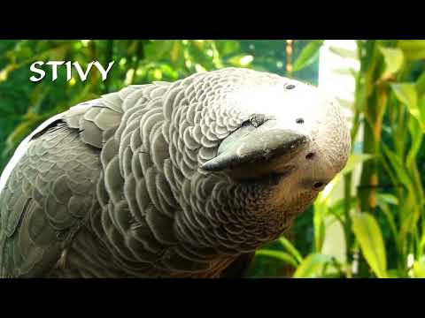 SPRECHENDER PAPAGEI STIVY ERFINDET SEIN EIGENES LIED!  StivyTV