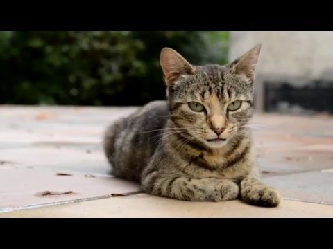 SPECIAL PROVIDENCE - Making of 'Essence of Change' (Documentary Film)