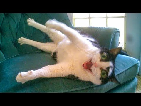 Quand vous avez le chat le plus stupide de la terre vidéos drôles de chats 2025
