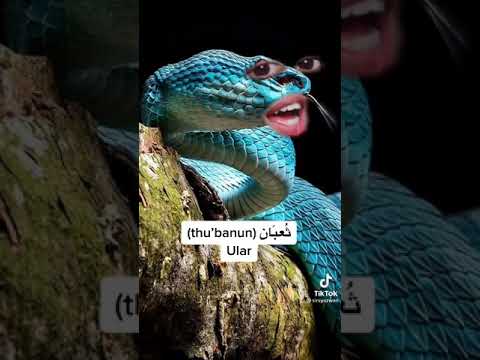 Jom belajar nama haiwan dalam Bahasa Arab