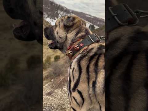 #Tiger #Kangal #🐺