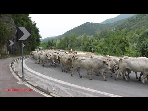 LA PARTENZA DELLA TRANSUMANZA PER L' ALPEGGIO DA ROBILANTE. (CN) SAB. 19 - 6 -  2021.