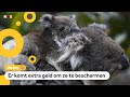 Koala's zijn nu officieel een bedreigde diersoort