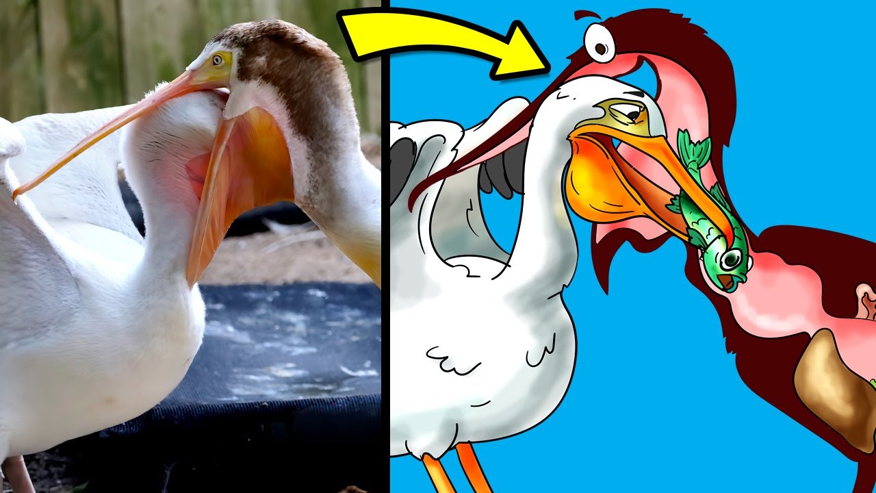 Provas Que a Natureza é Brutal