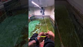 Download lagu MANCING DI DALAM AQUARIUM IKAN ARAPAIMA #ikanarapaima #ikanpredator #shorts mp3