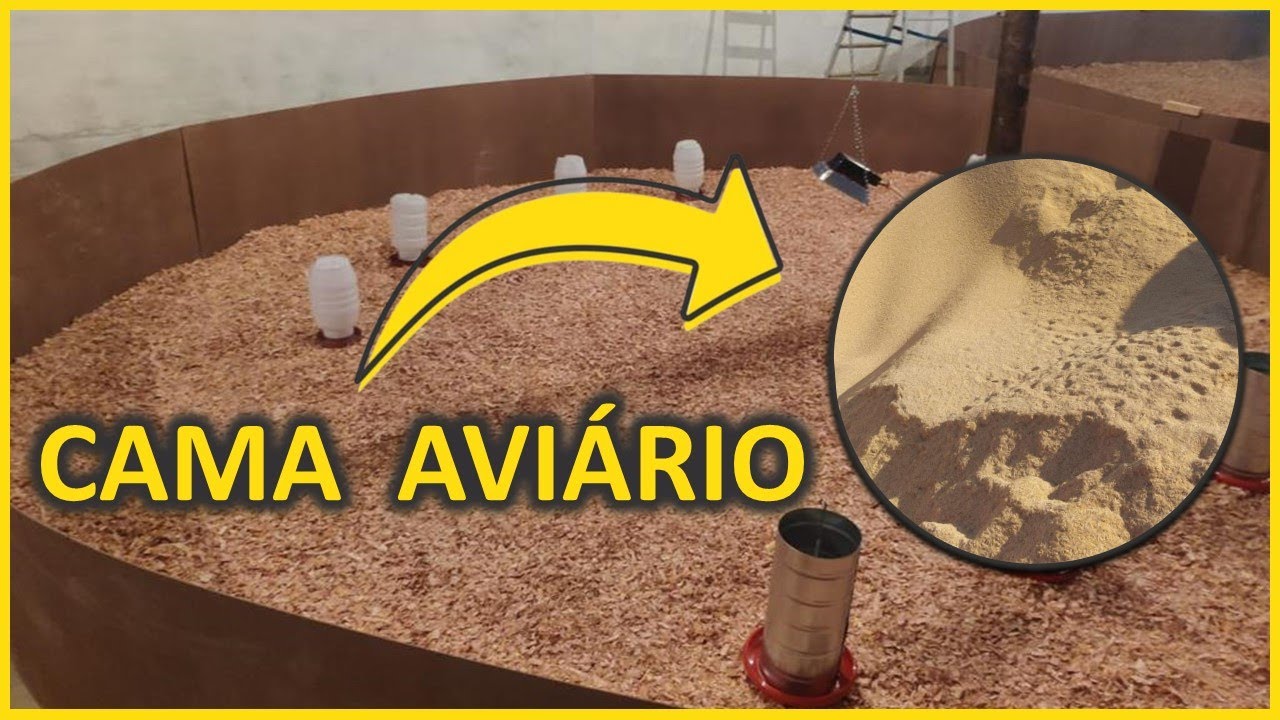 CAMA do AVIÁRIO: materiais, manejo e quantidade necessária para criação de galinhas
