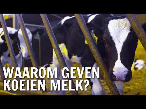 , title : 'Waarom geven koeien melk? | De Buitendienst over fokken'