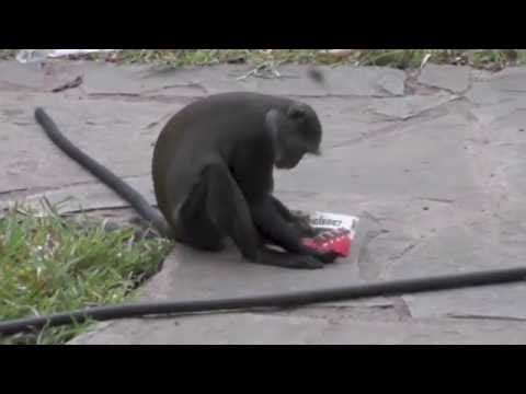 Affenfütterung - geht gar nicht