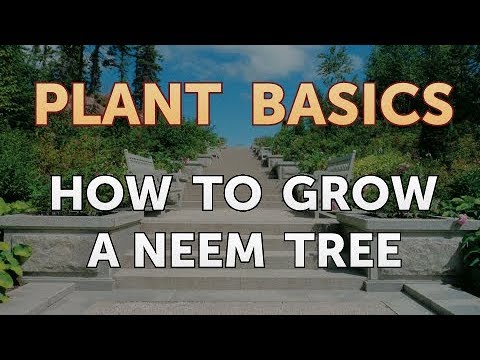 How to Dry an Overwatered Plant