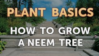 How to Grow a Neem Tree