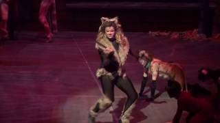 The Rum Tum Tugger - Cats