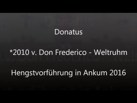 Donatus auf der Hengstvorführung in Ankum 2016