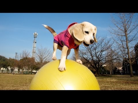 Beagle Wins Second World Record on National Puppy Day By Running on Ball