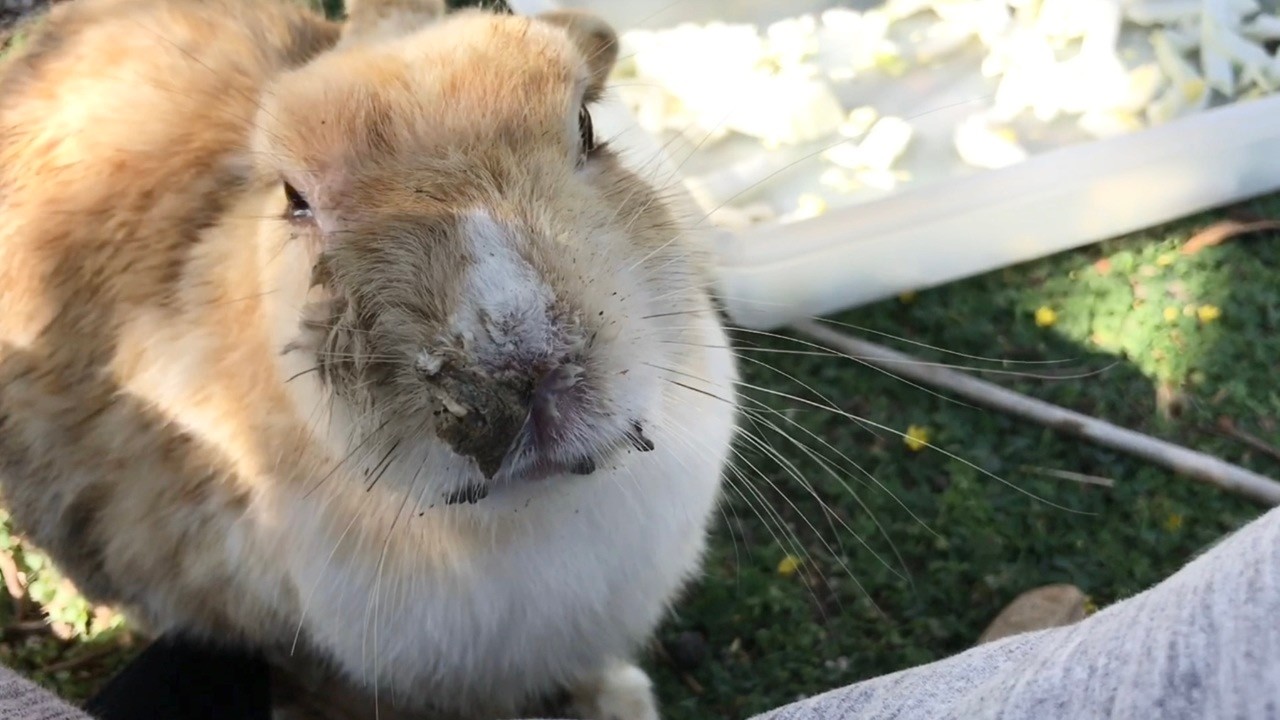 I was asked to "pet" this scarred bunny.
