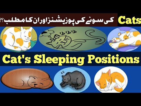 What Your Cat's Sleeping Position Reveals about their Health and personality || Cat body language ||