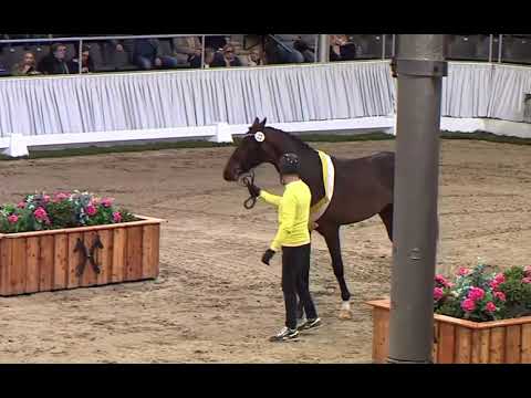 Valdric — Valdiviani x Feinrich — Premium Hanoverian Stallion 