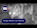 Drie wolvenwelpen gespot in Gelderland | NU.nl