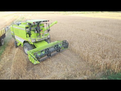 ( jugar ) kale di combine l Kartar Combine l Combine cutting wheat Video