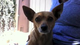 Corona Animal Shelter - Summertime! Jul 8, 2014 Corona Animal Shelter - Summertime! Jul 8, 2014