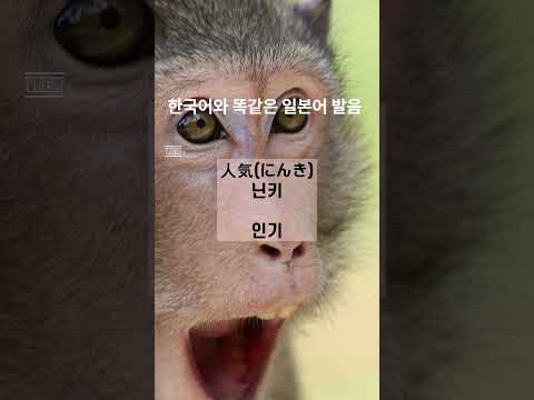 한국어와 비슷한 일본어 단어 모음!