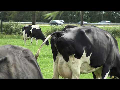 schijtende en pissende koe