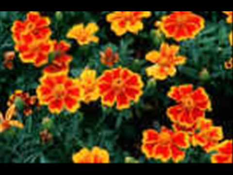 Everybody Loves You -Jacques Renard Orchestra