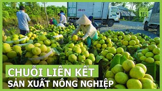 Thúc đẩy liên kết trong sản xuất nông nghiệp | VTC16