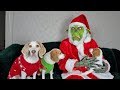 Dogs, Puppy & Grinch Ruin Christmas: Funny Dogs Maymo, Penny, & Potpie