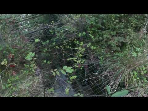 Vasche di Schievenin