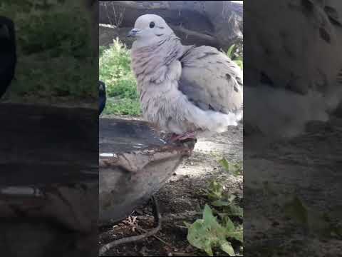 Birdday 205 Torcaza Tordo renegrido 1609 25