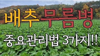 배추무름병 꼭 알아야 하는 중요관리법 3가지!!!