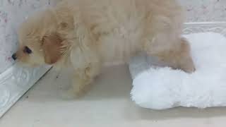 ハーフ犬の動画01