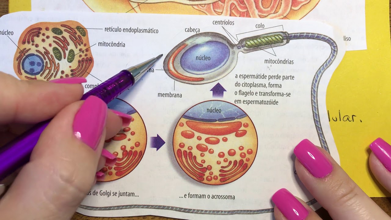Secreção e digestão celular